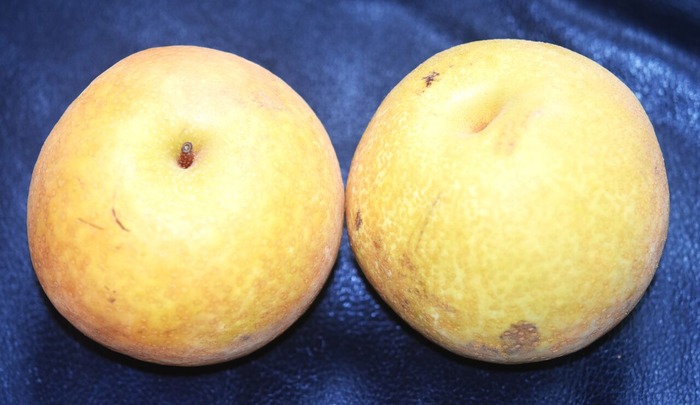 yutaka-1