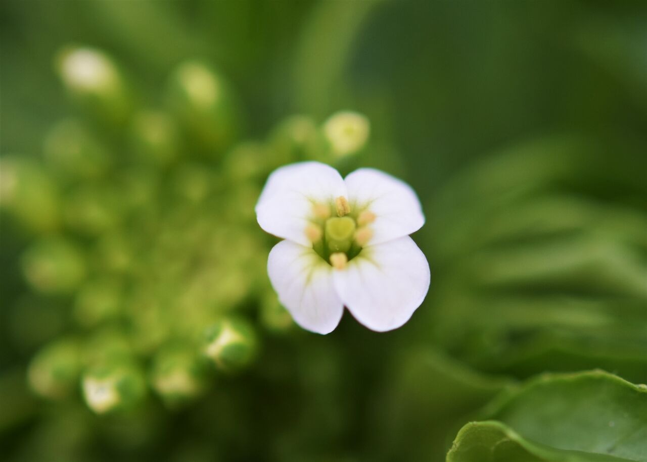 緑砦館物語 55 クレソンの花 マイクロバブル博士の マイクロバブル旅日記