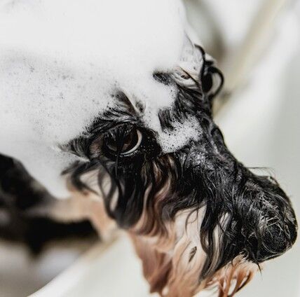 4.png 縺ｮ繧ｳ繝偵ｚ繝ｼ-555