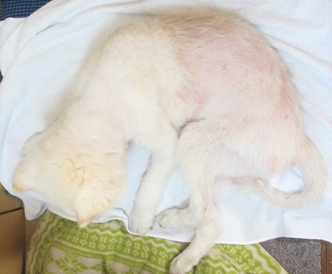 ２、入浴剤で脱毛ホームセンターブランドで購入した入浴剤原因-2