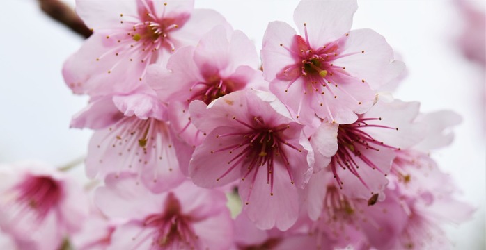 sakura0309