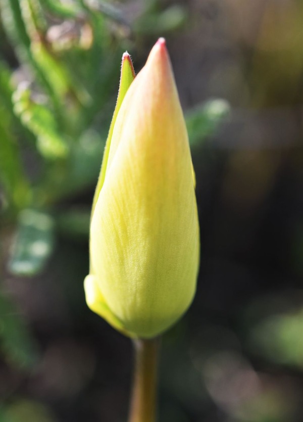 chuurippa