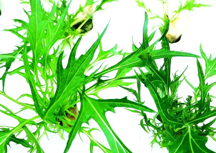 mizuna-120231212-111-2