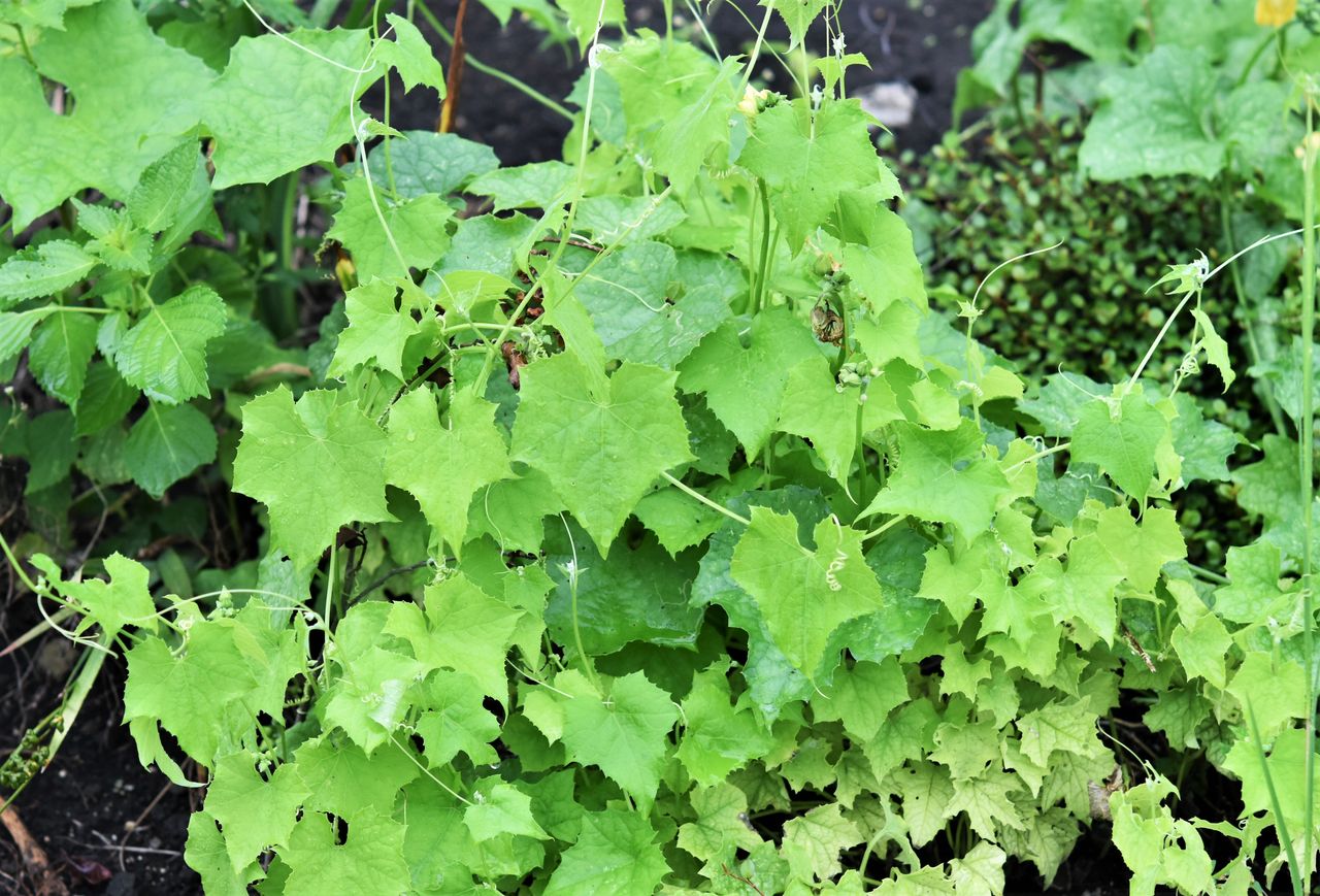 ヘチマだより18 5 初収穫 マイクロバブル博士の マイクロバブル旅日記