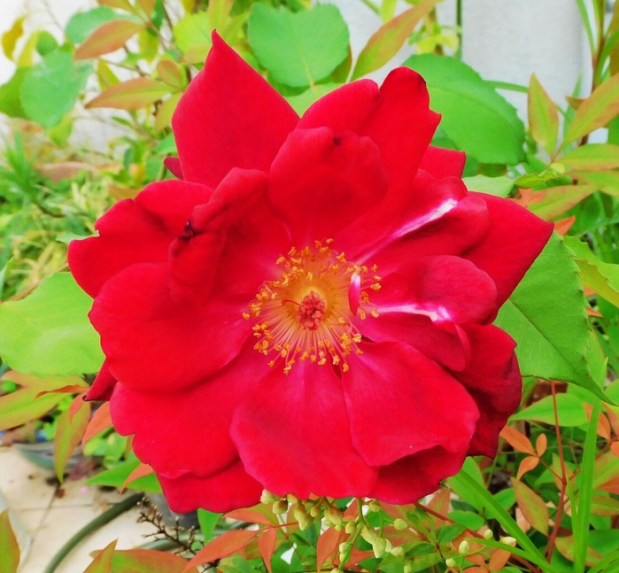 DSCN9753
