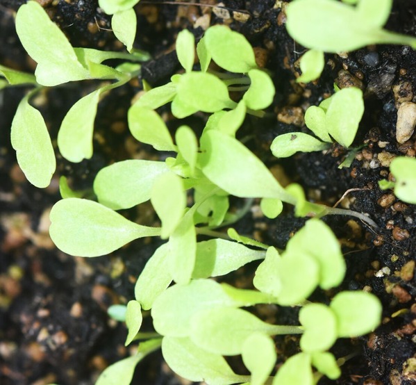 sani-retasu-20250116-1