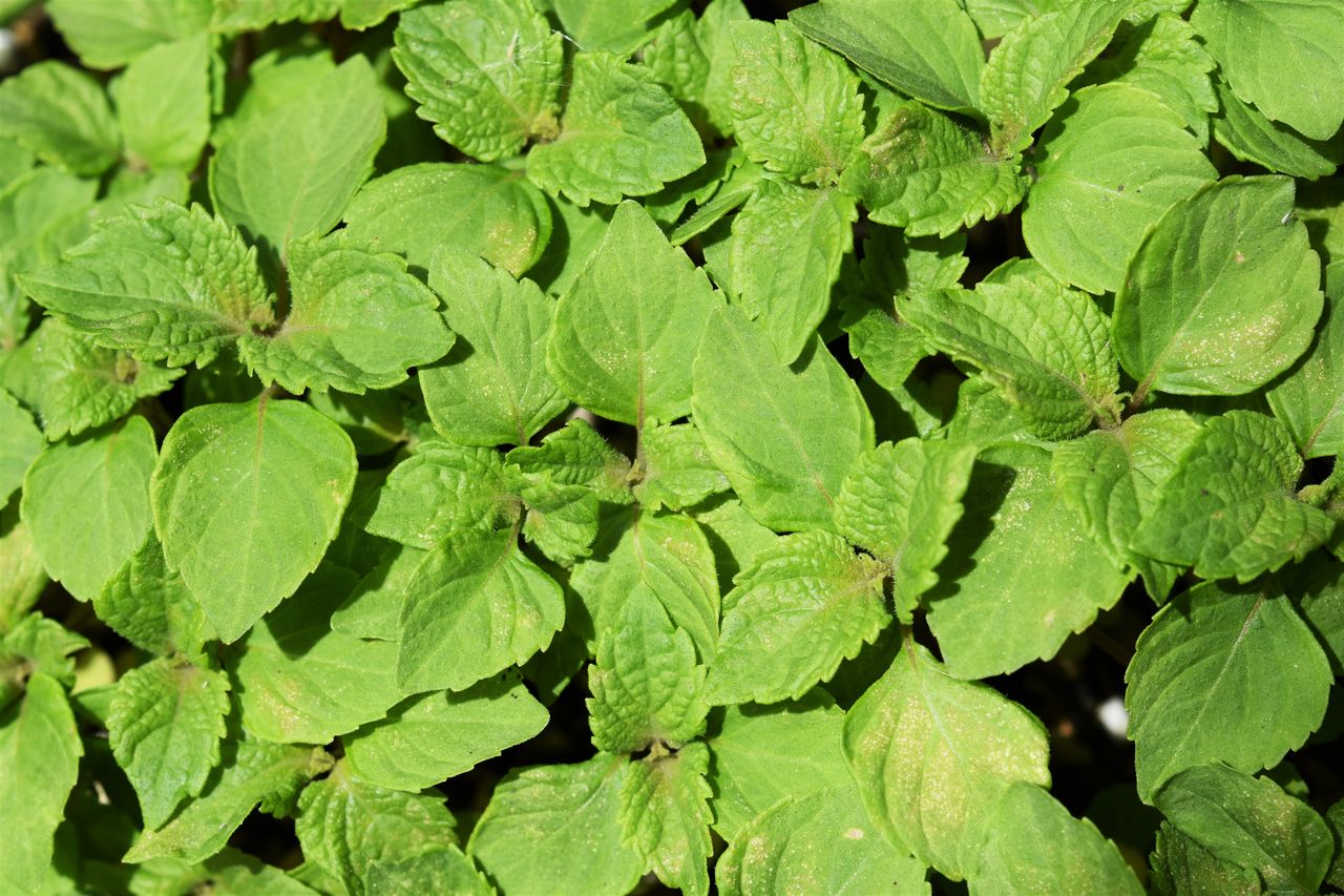 緑砦館物語 3 紫蘇 シソ 2 マイクロバブル博士の マイクロバブル旅日記