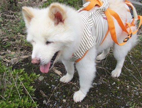 1、去年8月元気になった頃