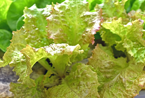 sani-retasu 20160215