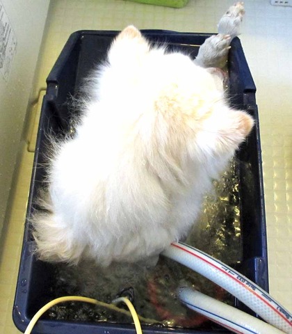 ＭＢ風呂最初の頃-1