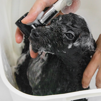 13.PNG 縺ｮ繧ｳ繝偵ｚ繝ｼ