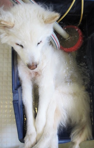 亡くなる前日最後のお風呂-2