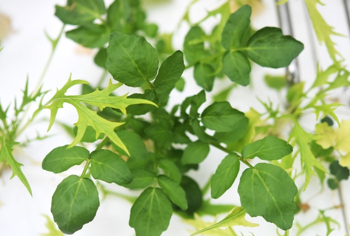 クレソンと水菜20250115