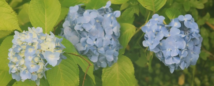 ajisai