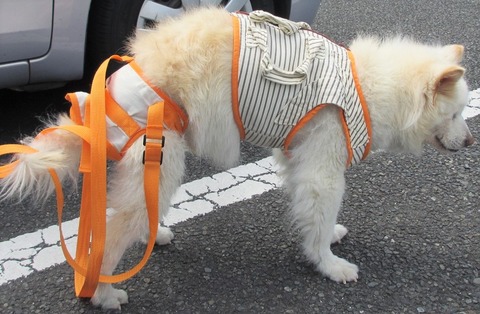 1ぺろ写真4月21日 206 - コピー (2)-2