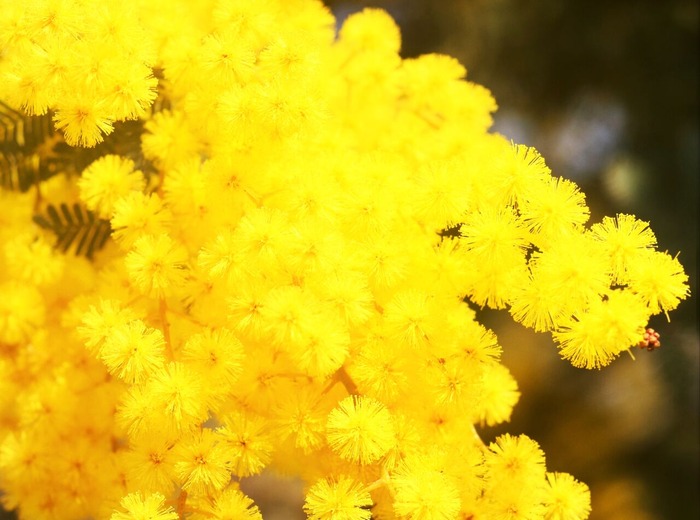 DSC_0473 (2)mimoza--11