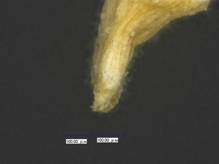 20081119-キュウリ-根-300-1