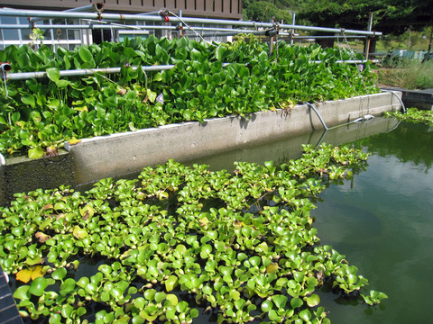 ホテイアオイ比較