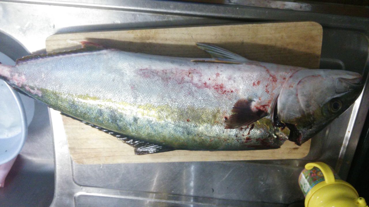 鮮魚連発 ひろの魚介類ライフ 鮮魚連発 ひろの魚介類ライフ