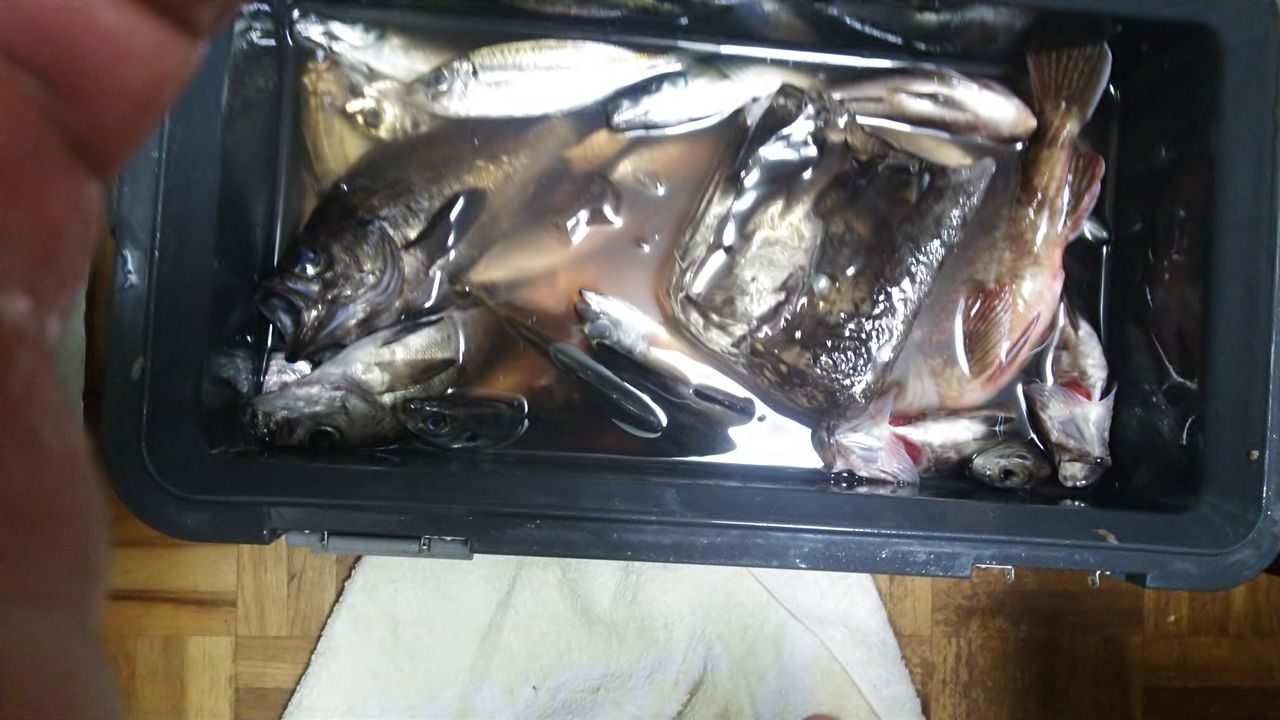 木更津沖堤防５目釣り ひろの魚介類ライフ