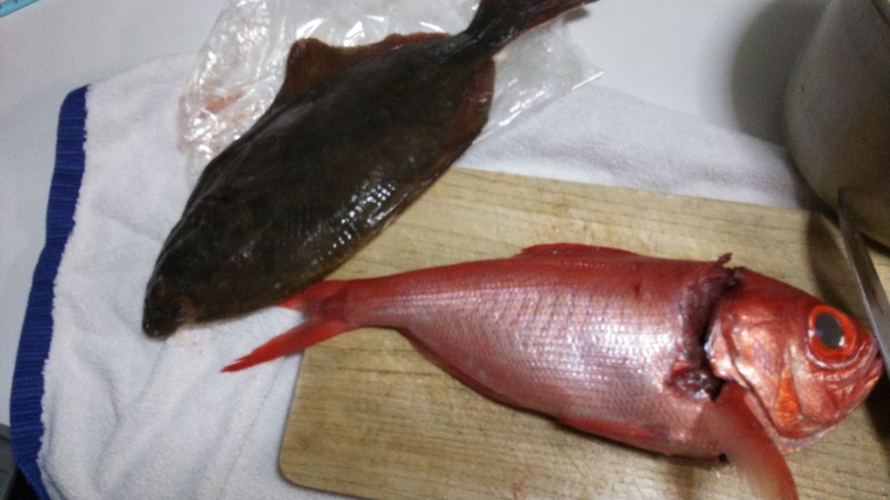 鮮魚連発 ひろの魚介類ライフ 鮮魚連発 ひろの魚介類ライフ