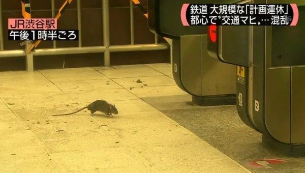 【驚愕】都心で猛威を振るうネズミの襲撃‼ 街のイメージが危機に⁉