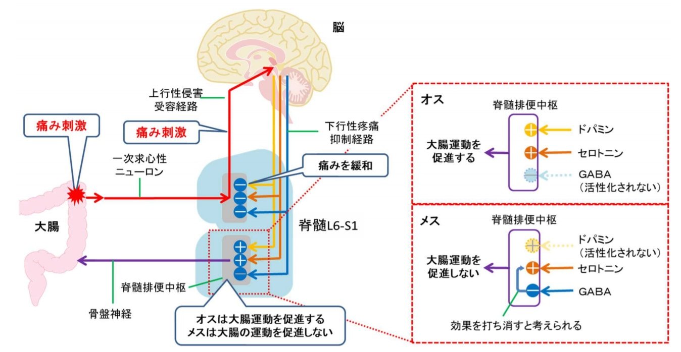 話題 下痢が男性 に 便秘が女性 に多い原因って何だろう 2chニュースのまとめのまとめ 話題 下痢が男性 に 便秘が女性 に多い原因って何だろう 2chニュースのまとめのまとめ
