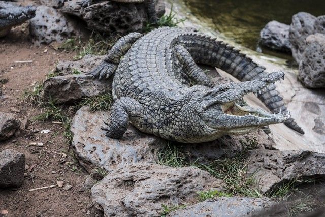 タイ バンコクの用水路にワニ発見 ｓａｗａｄｈｉｋａｐｐ タイ奮闘記