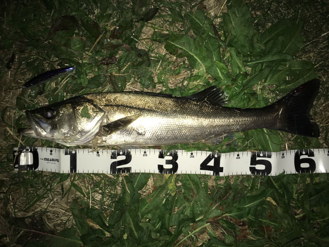 第４話 釣れないボイルを攻略 シーバスフィッシング チーム ラブラックス