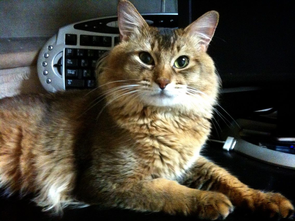 猫の抜け毛とヘアボール ひだまり猫とダンボール