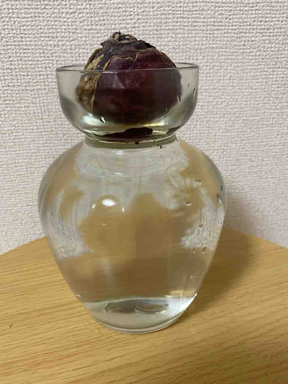 ヒヤシンスの水栽培開始 ひろこのひとりごと