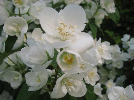 卯の花 空木 と郭公と夏は来ぬ アクティブシニアライフ 卯の花 空木 と郭公と夏は来ぬ アクティブシニアライフ