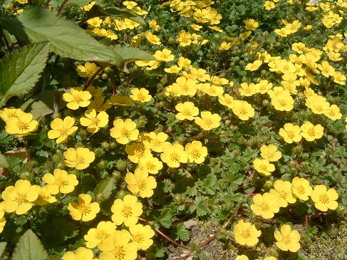 グランドカバー黄色い小花 ポテンティラ ベルナ ナチュラルガーデニング生活