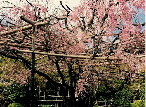 春の桜　安田邸