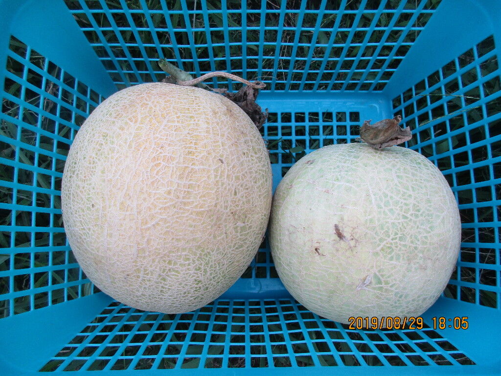 メロン ムーンライト 初収穫など 農業13年目 現役農大生farmer