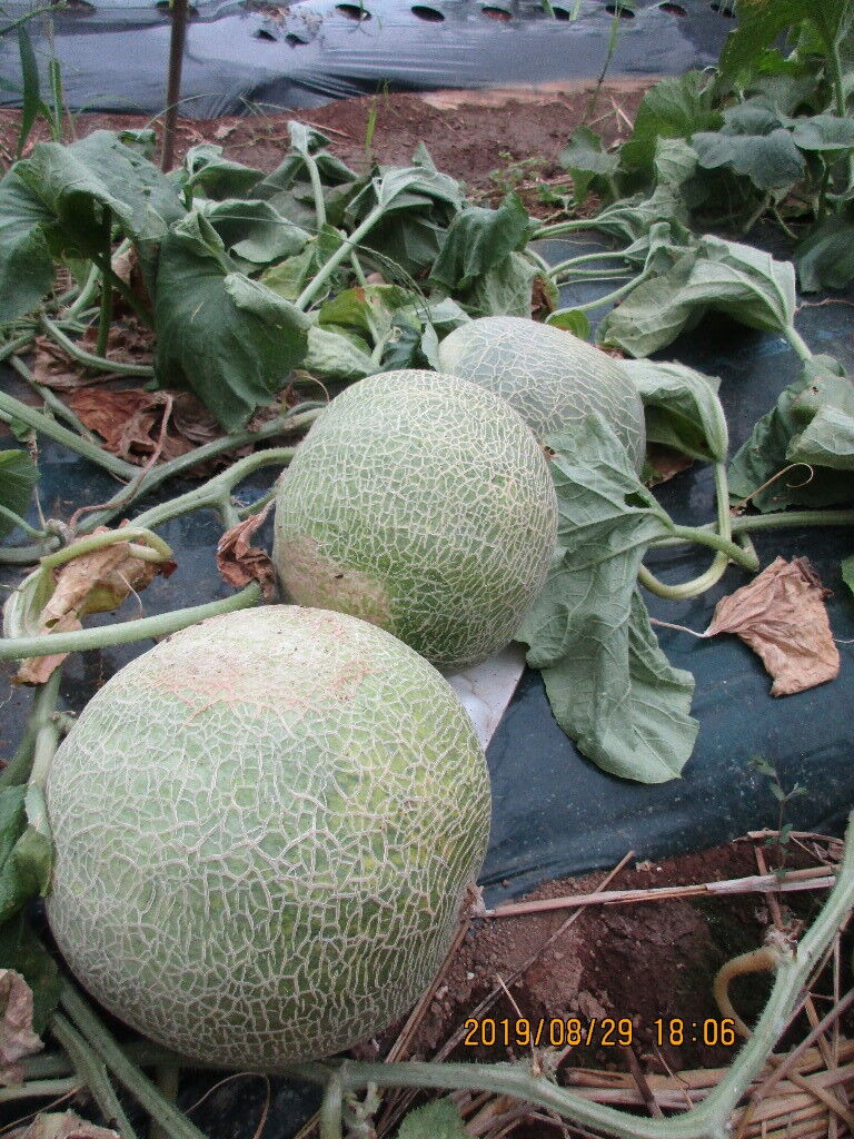 メロン ムーンライト 初収穫など 農業13年目 現役農大生farmer