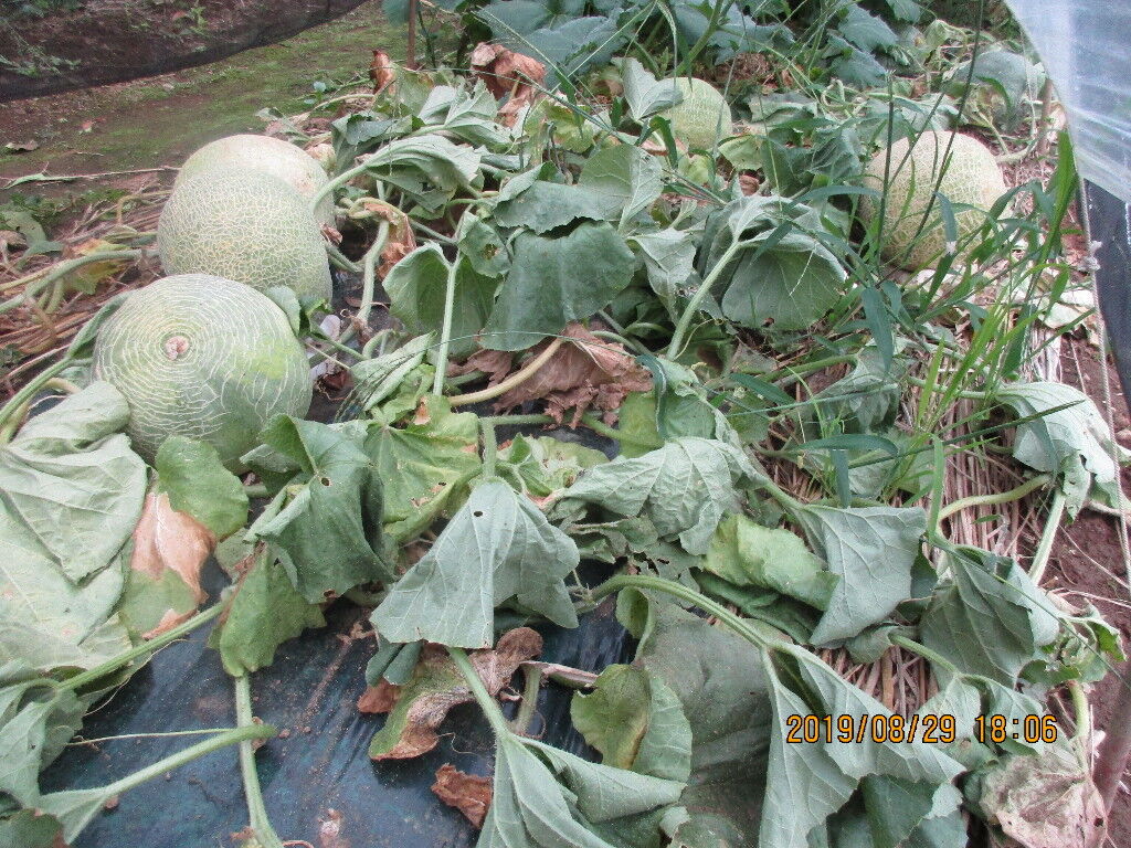 メロン ムーンライト 初収穫など 農業13年目 現役農大生farmer