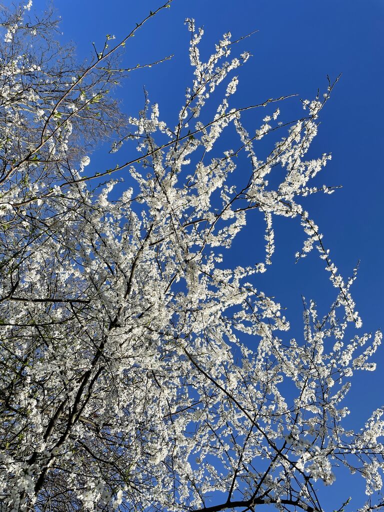 春がきた 近くの公園で見つけた桜 梅 ガイックとのフランス暮らし Powered By ライブドアブログ