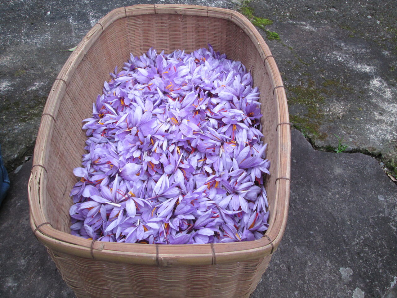 サフラン かしまのみのり