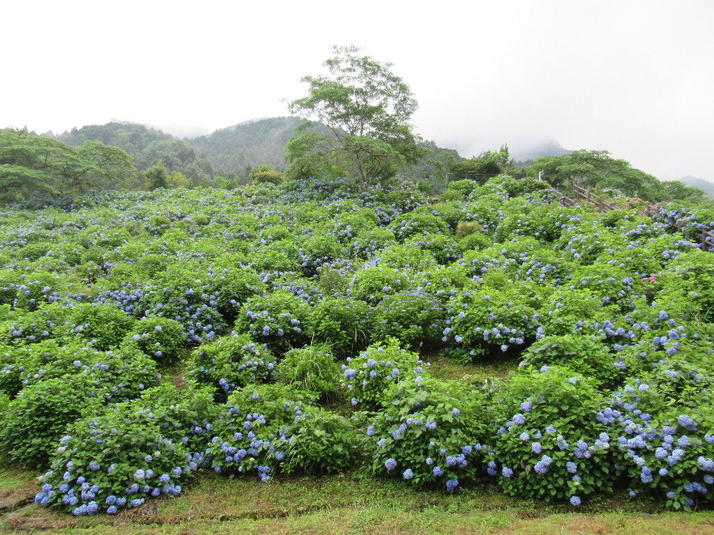 中木庭ダムのあじさい ひろちゃんの玉手箱 肥前鹿島だより