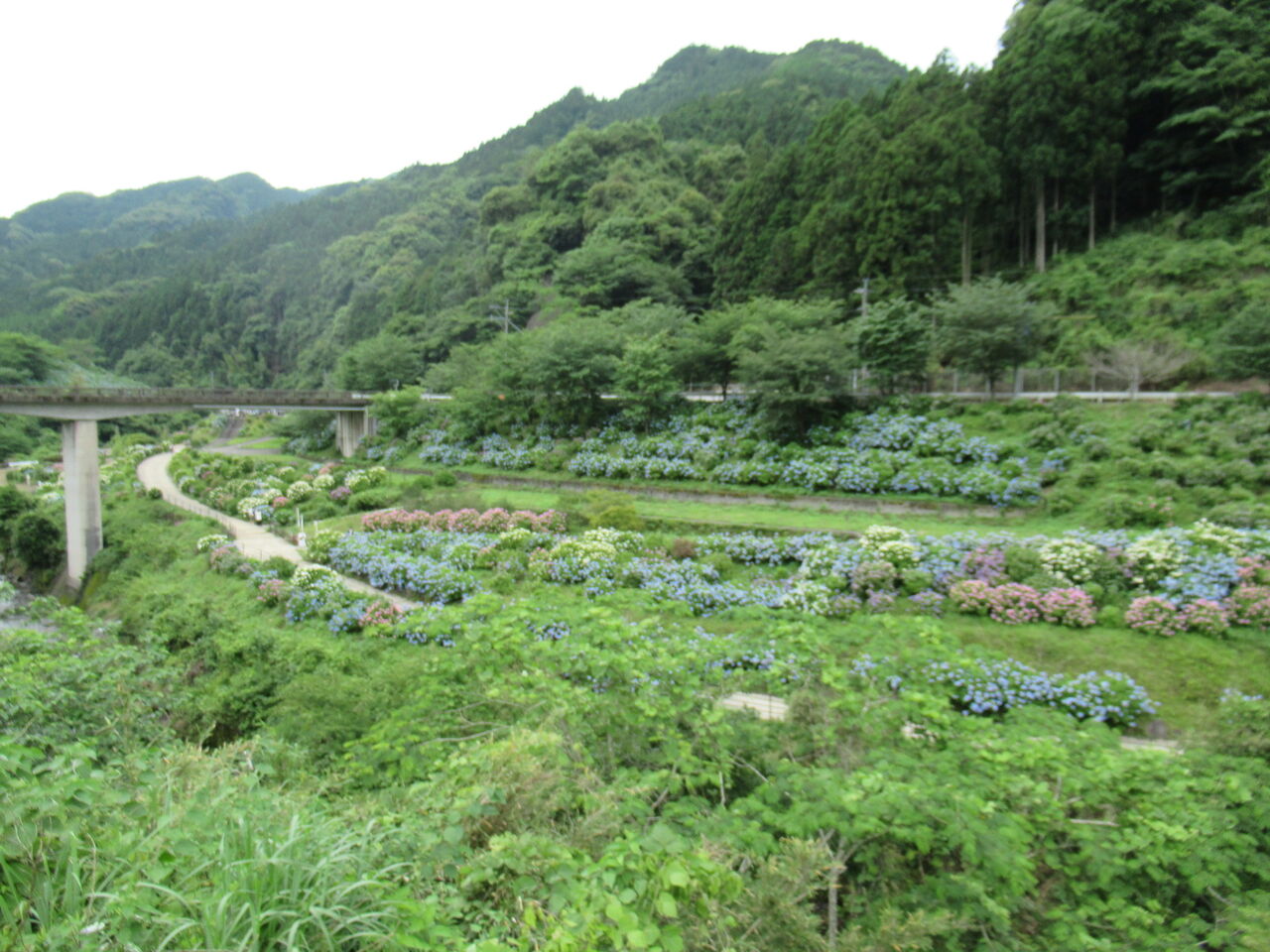 中木庭ダムのあじさい ひろちゃんの玉手箱 肥前鹿島だより