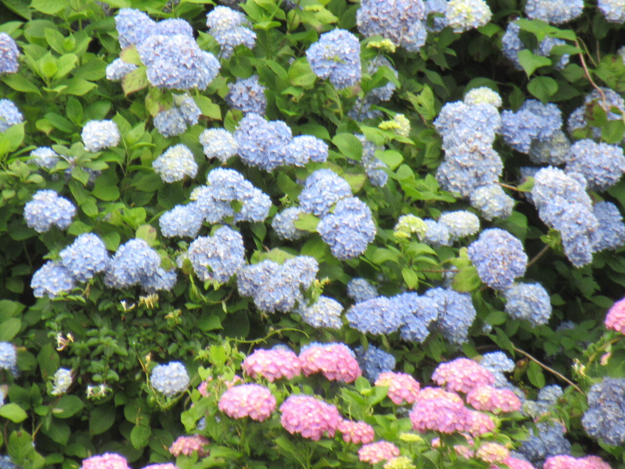 中木庭ダムのあじさい ひろちゃんの玉手箱 肥前鹿島だより