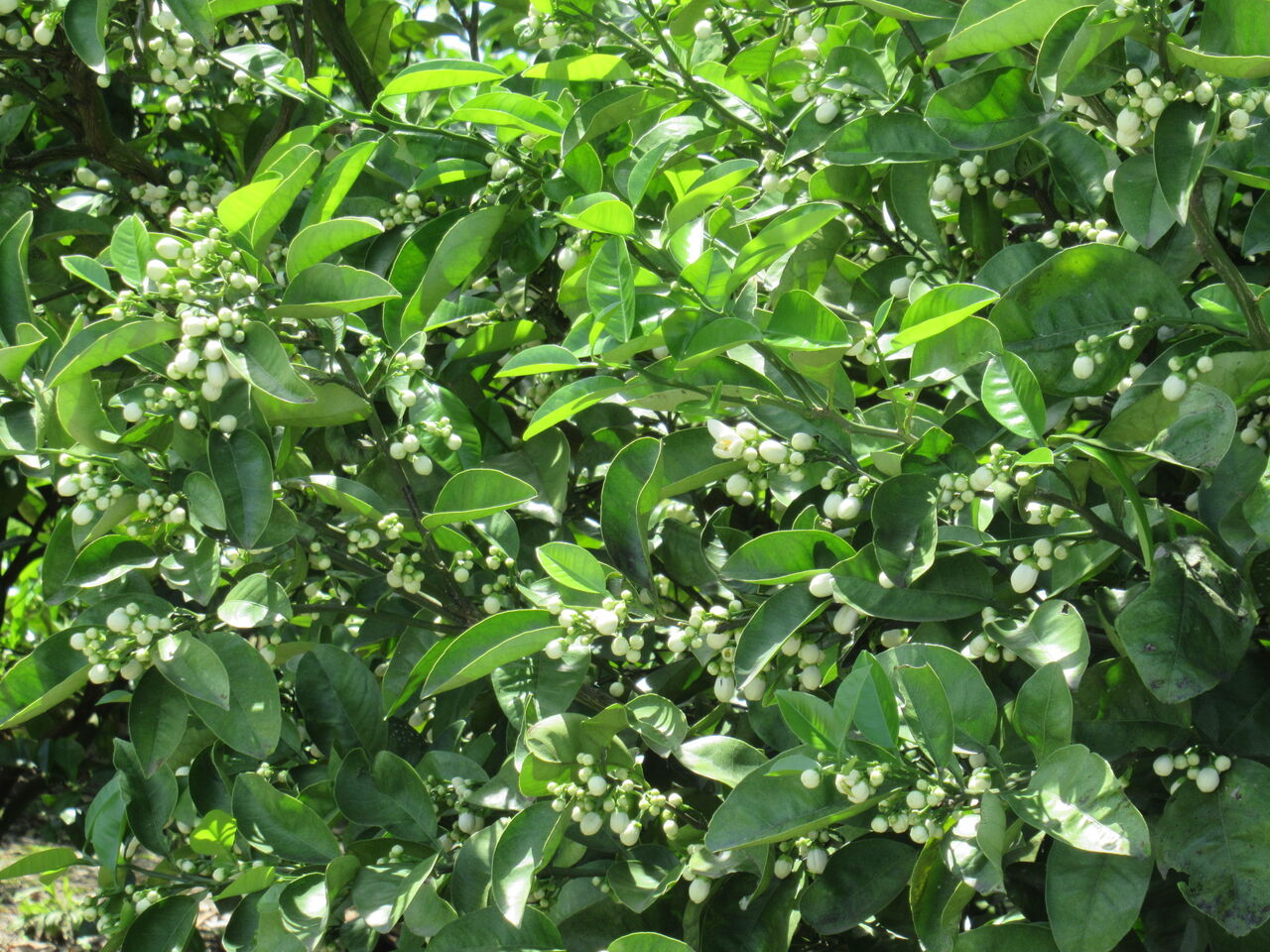 みかんの花の季節です ひろちゃんの玉手箱 肥前鹿島だより