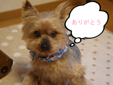 BlogPaint