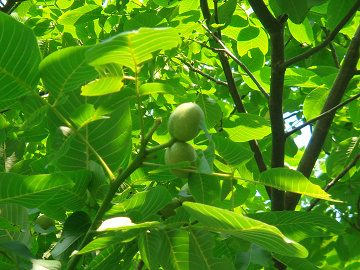 81c9aae8.jpg