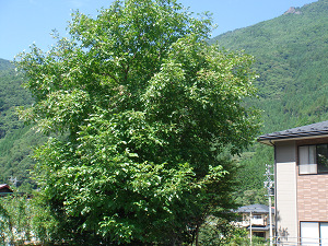 a1d34509.jpg