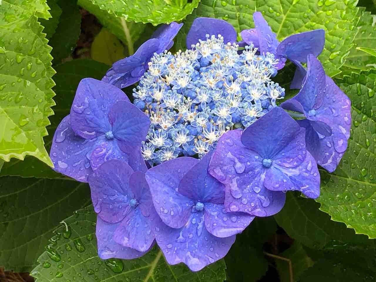 紫陽花 ひげじいの備忘録 ゆるゆる気ままに 紫陽花 ひげじいの備忘録 ゆるゆる気ままに