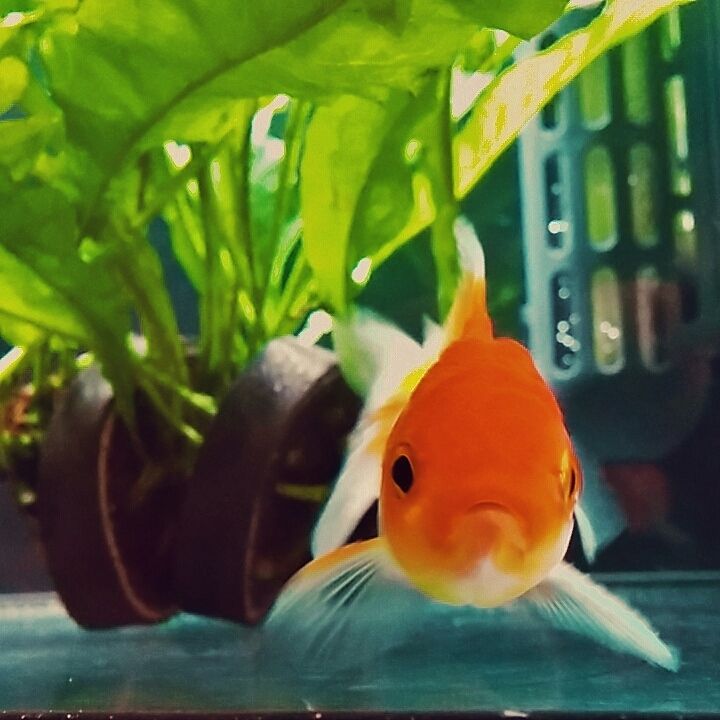 金魚がやってきたー モトvtrスタート 金魚がやってきたー モトvtrスタート