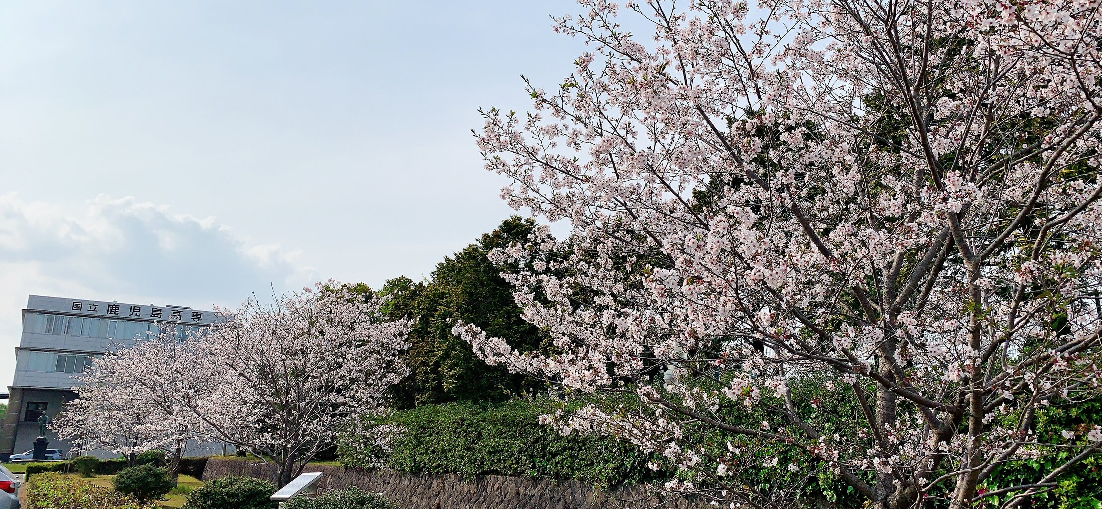 桜が綺麗 かごっまおごじょ 西ひろみ のお気楽日記