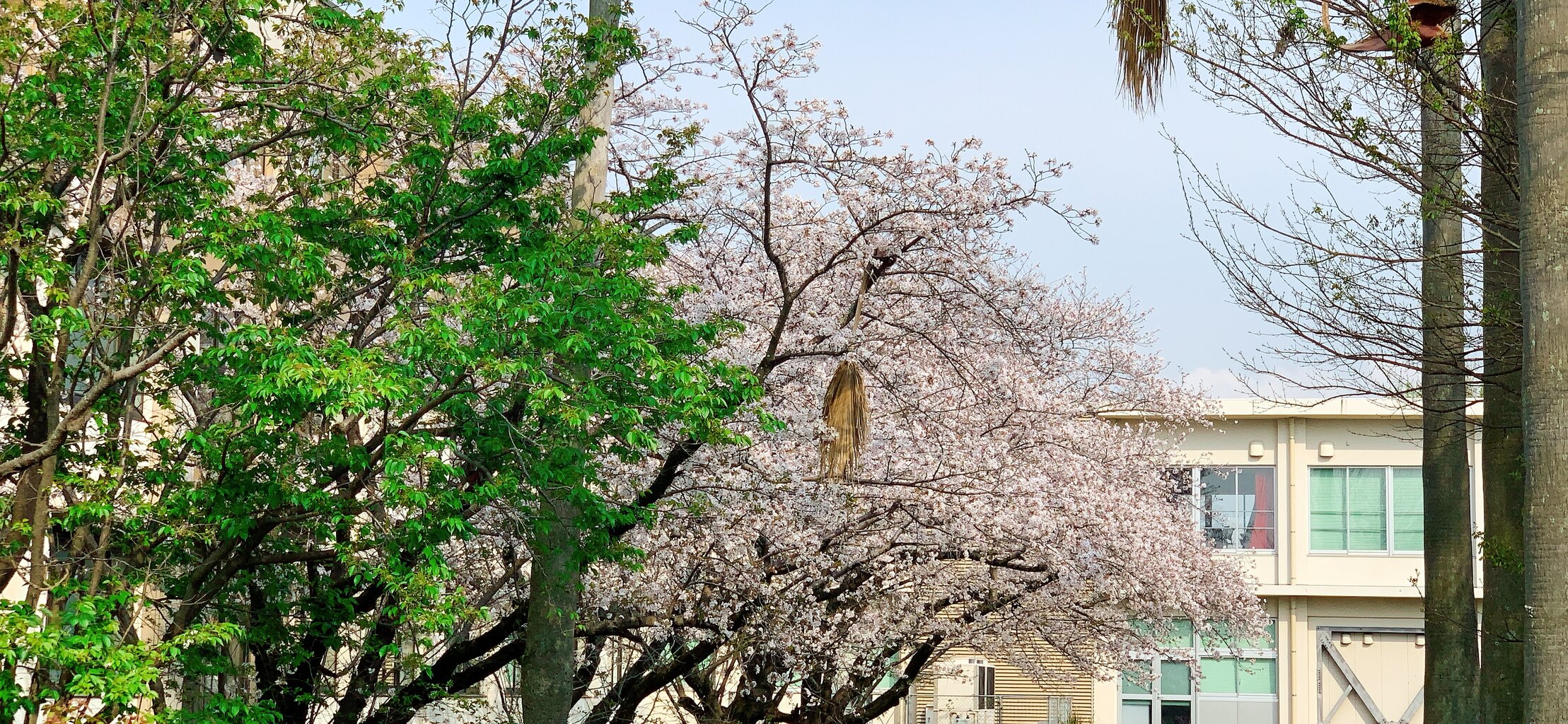 桜が綺麗 かごっまおごじょ 西ひろみ のお気楽日記